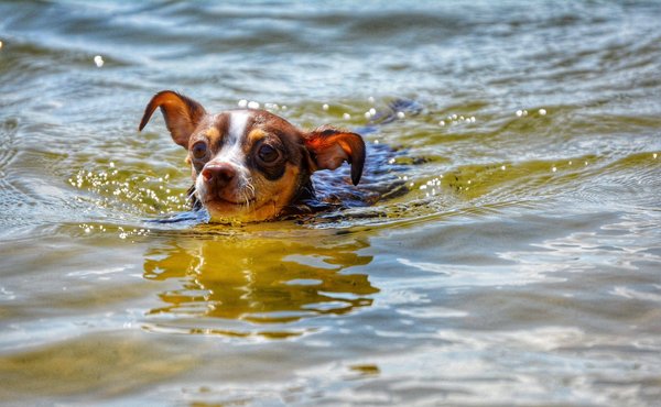 Quelles sont les techniques pour débuter dans la réalisation de films amateurs ?