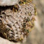 Que faire si un nid de guêpes se trouve dans votre maison ou jardin ?